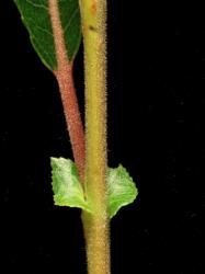 Salix eriocephala × S. petiolaris. Stipules and branchlet hairs.
 Image: D. Glenny © Landcare Research 2020 CC BY 4.0